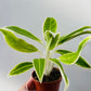 Bilde av Aglaonema ‘Lipstick Green’-Spanne Plantesalg