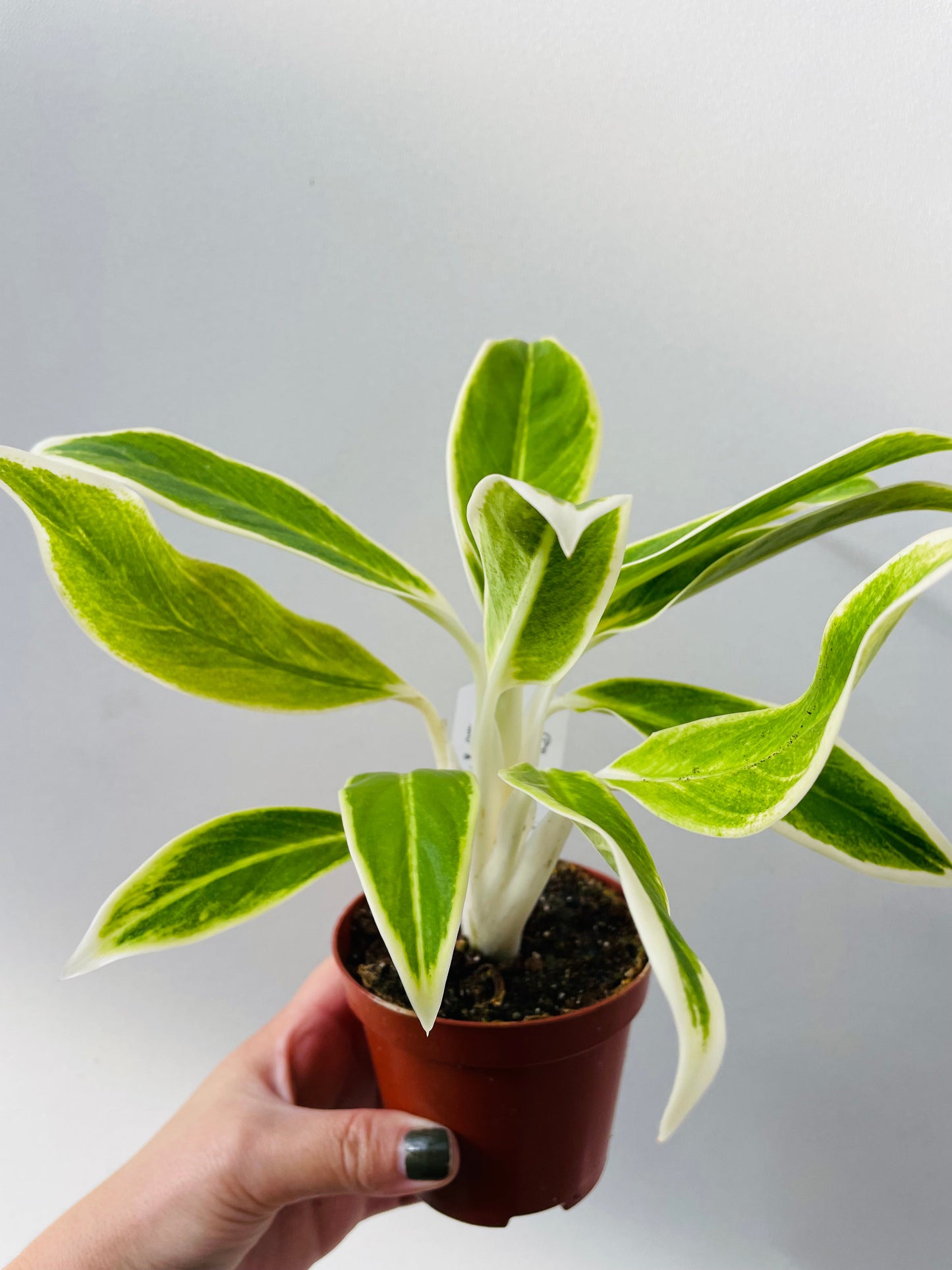 Bilde av Aglaonema ‘Lipstick Green’-Spanne Plantesalg