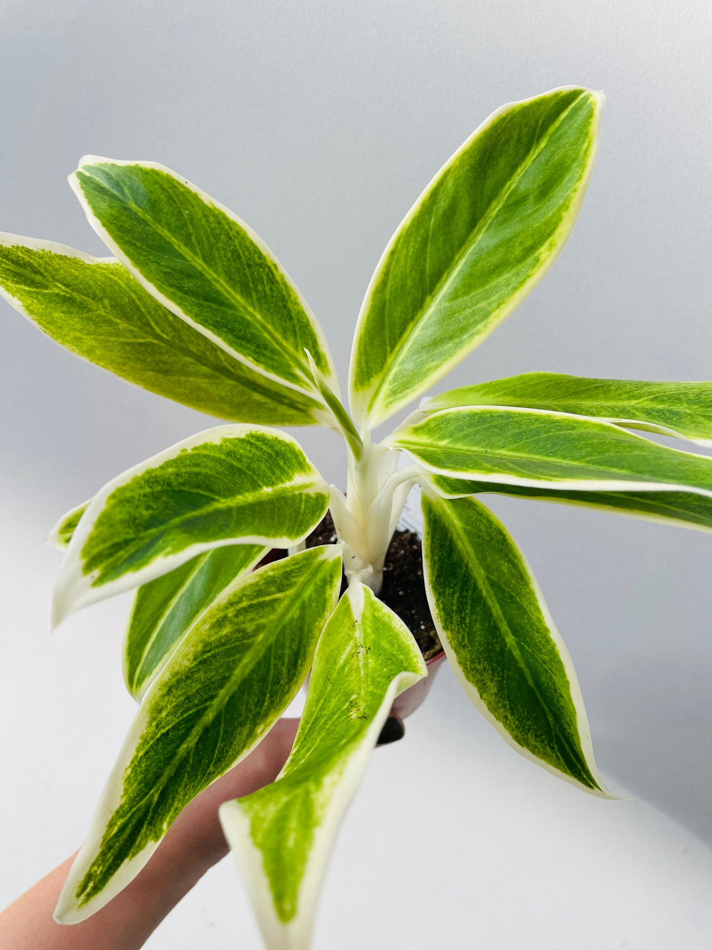 Bilde av Aglaonema ‘Lipstick Green’-Spanne Plantesalg