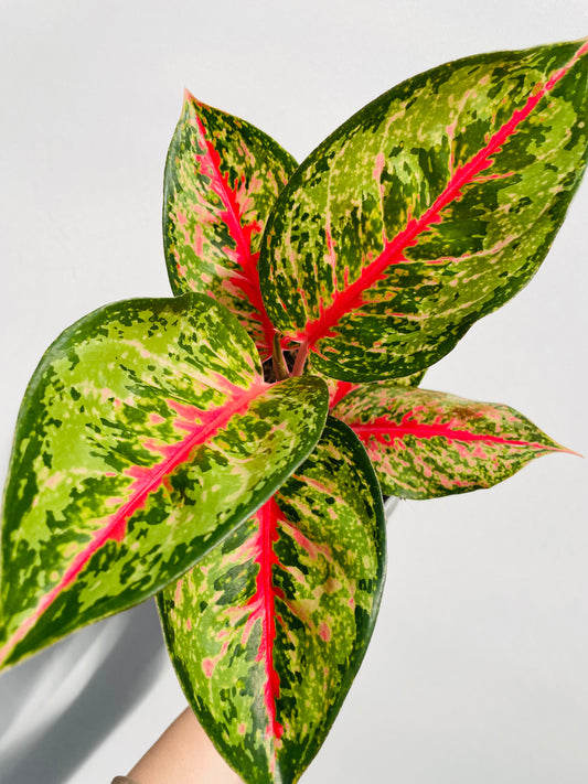 Bilde av Aglaonema ‘Paradise Red’-Spanne Plantesalg