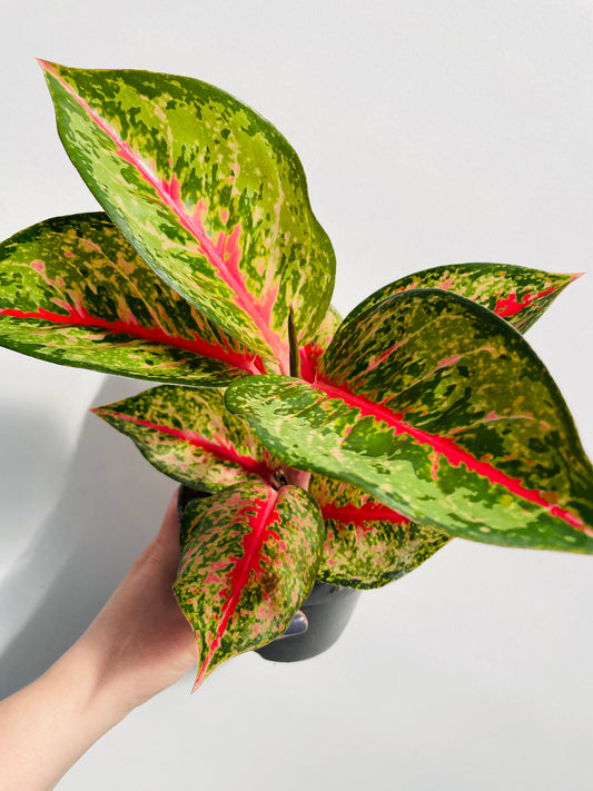 Bilde av Aglaonema ‘Paradise Red’-Spanne Plantesalg