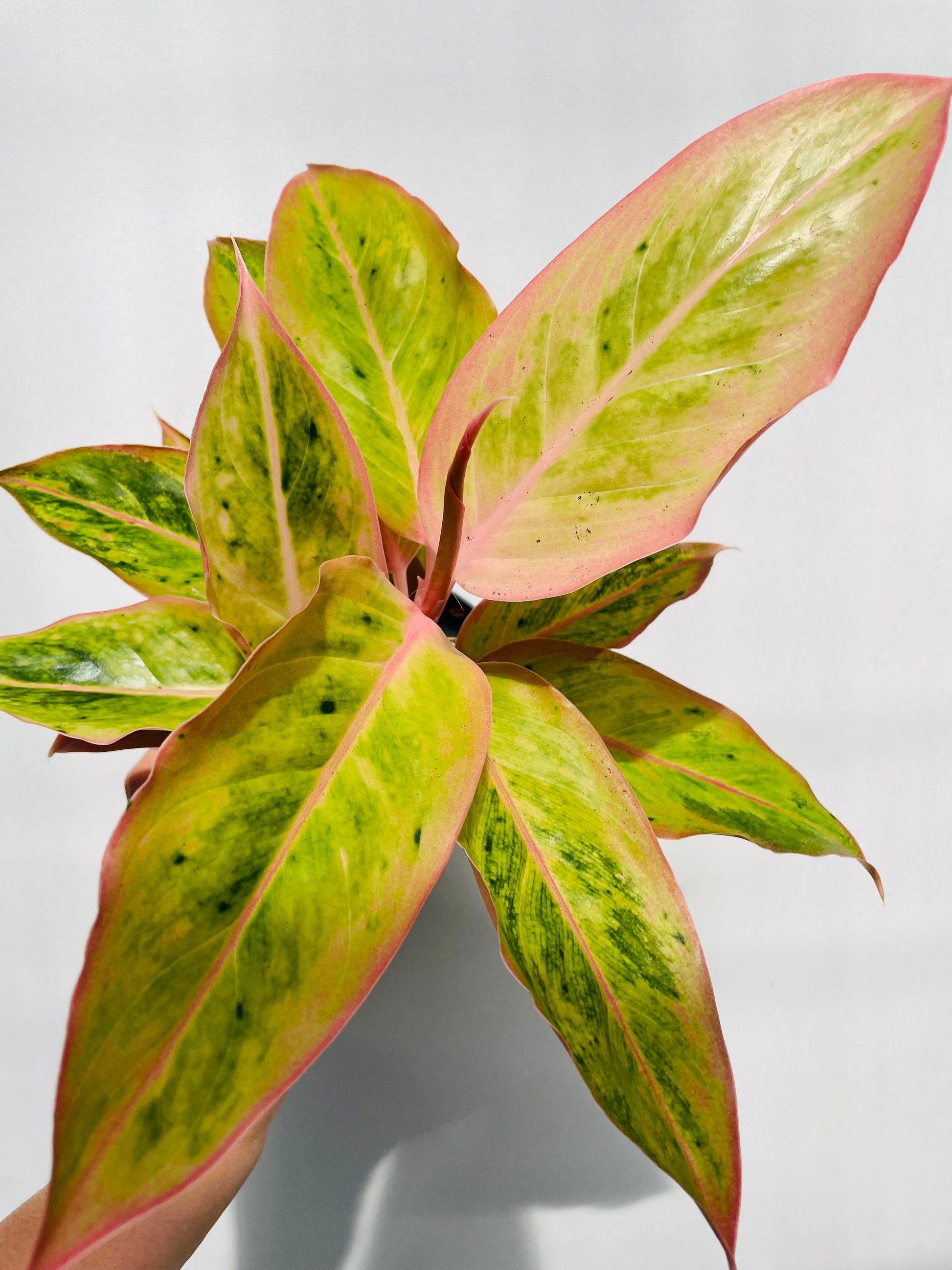 Bilde av Aglaonema ‘Salmon Fantasy’-Spanne Plantesalg