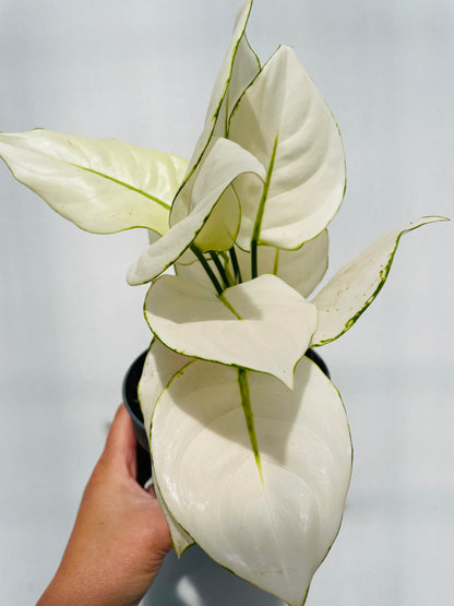 Bilde av Aglaonema ‘White Joy’-Spanne Plantesalg