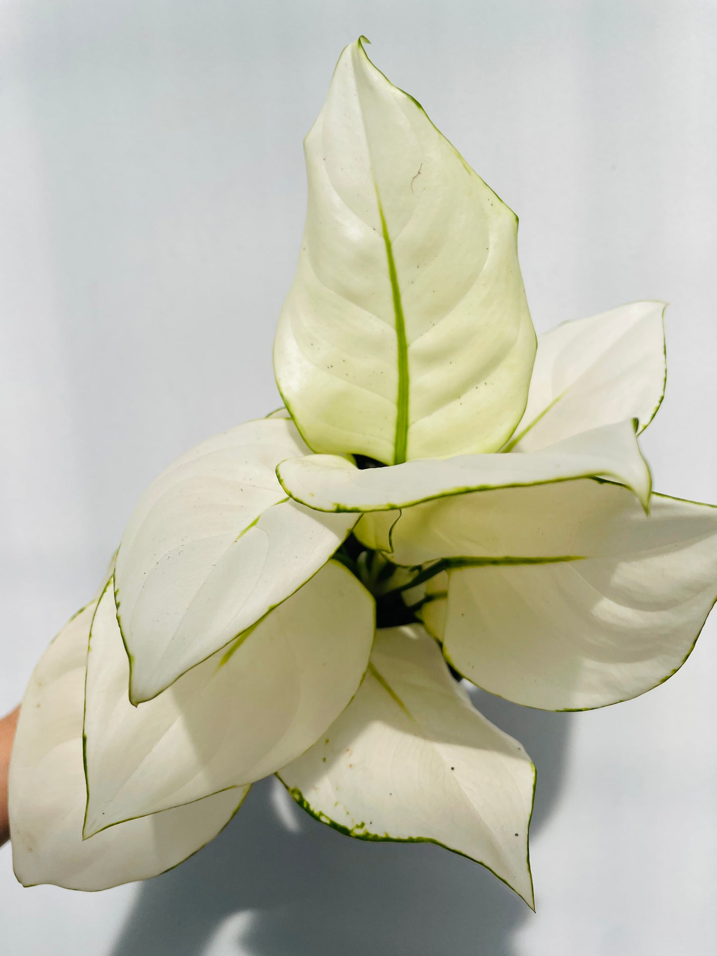 Bilde av Aglaonema ‘White Joy’-Spanne Plantesalg