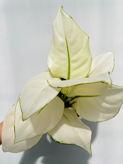 Bilde av Aglaonema ‘White Joy’-Spanne Plantesalg