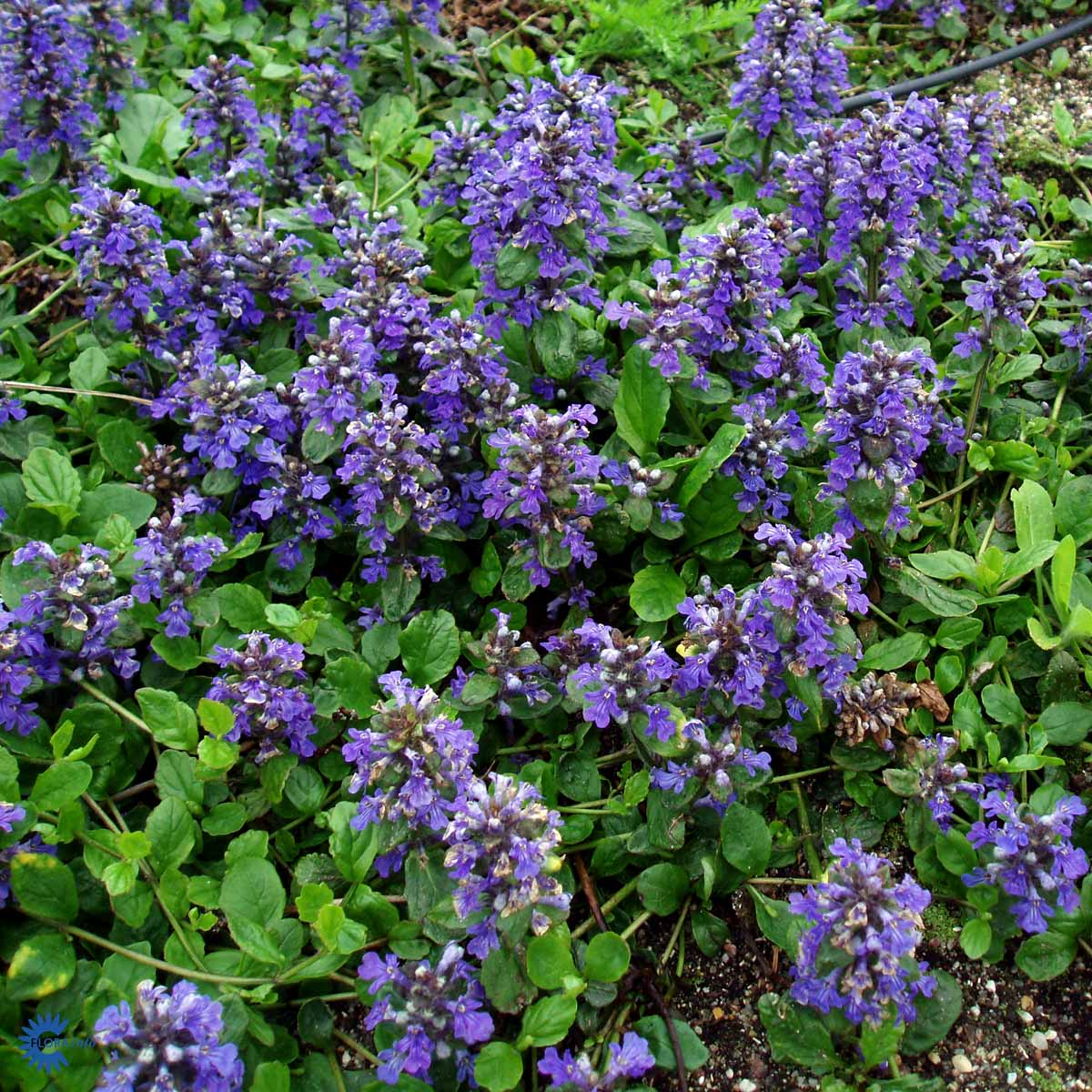 Bilde av Ajuga reptans-Spanne Plantesalg