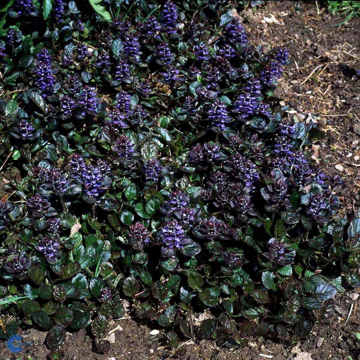 Bilde av Ajuga reptans 'Atropurpurea'-Spanne Plantesalg