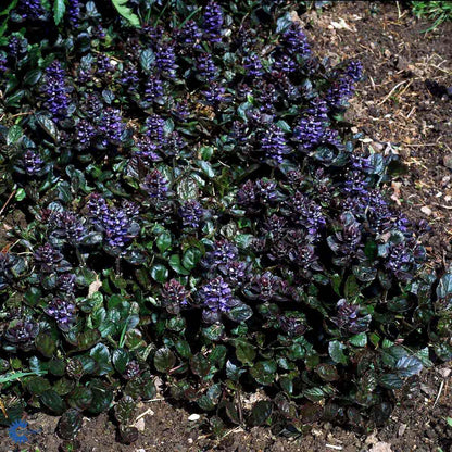 Bilde av Ajuga reptans 'Atropurpurea'-Spanne Plantesalg
