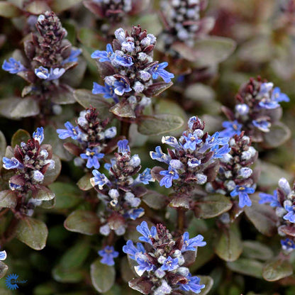 Bilde av Ajuga reptans 'Atropurpurea'-Spanne Plantesalg