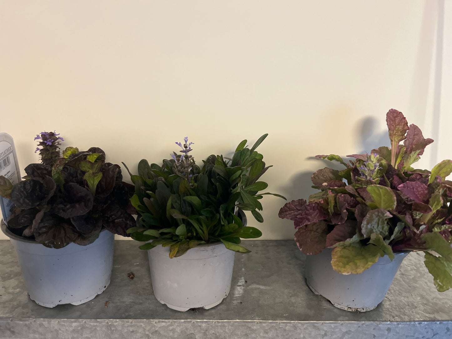 Bilde av Ajuga reptans Mix-Spanne Plantesalg