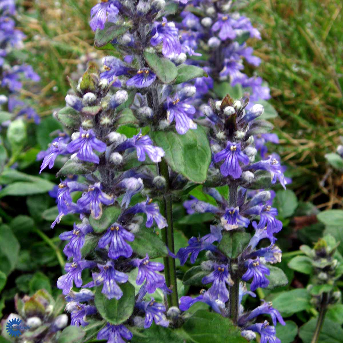 Bilde av Ajuga reptans-Spanne Plantesalg