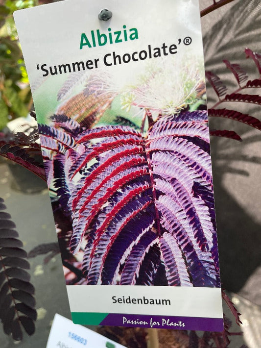 Bilde av Albizia julibr. 'Summer Chocolate'-Spanne Plantesalg