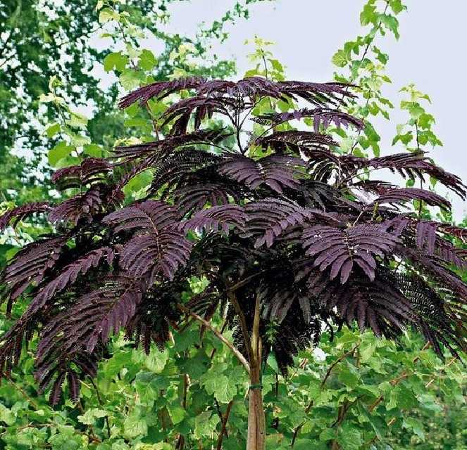 Bilde av ALBIZIA JULIBRISSIN SUMMERCHOCOLAT©-Spanne Plantesalg