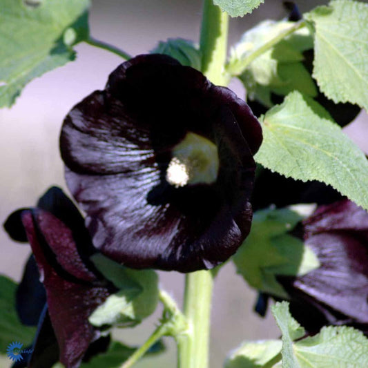 Bilde av Alcea r. 'Nigra'-Spanne Plantesalg