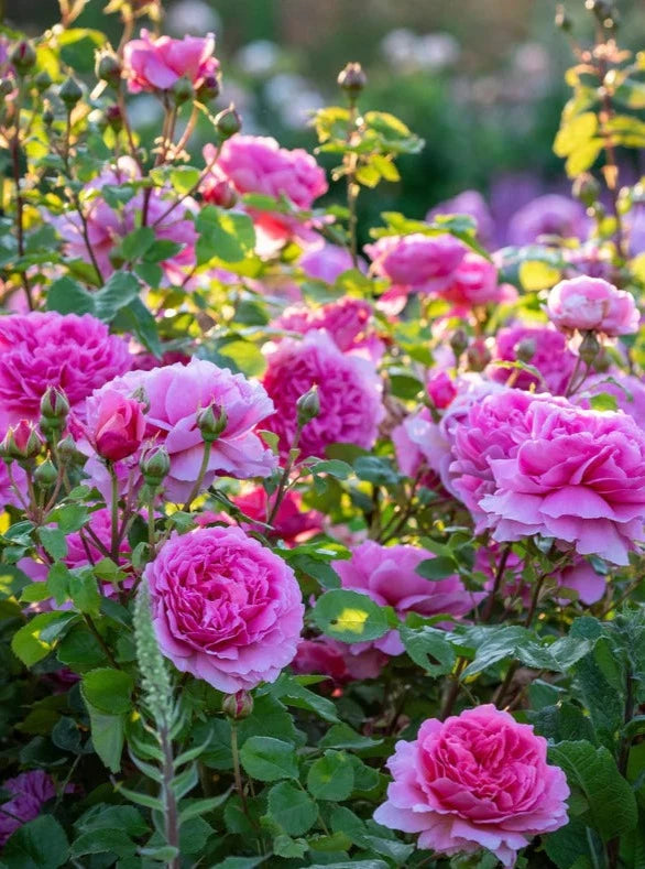 Bilde av Alexandra of Kent rose.