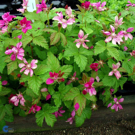Bilde av Rubus stellarcticus 'Linda'-Spanne Plantesalg