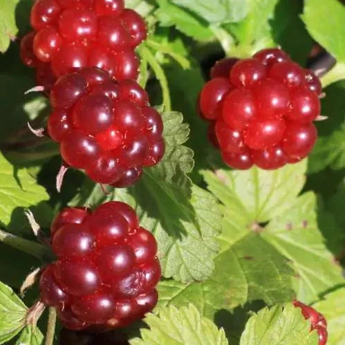 Bilde av Rubus stellarcticus 'Sofia'-Spanne Plantesalg