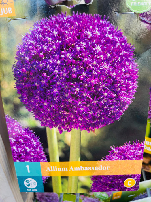 Bilde av ALLIUM AMBASSADOR 1-Spanne Plantesalg