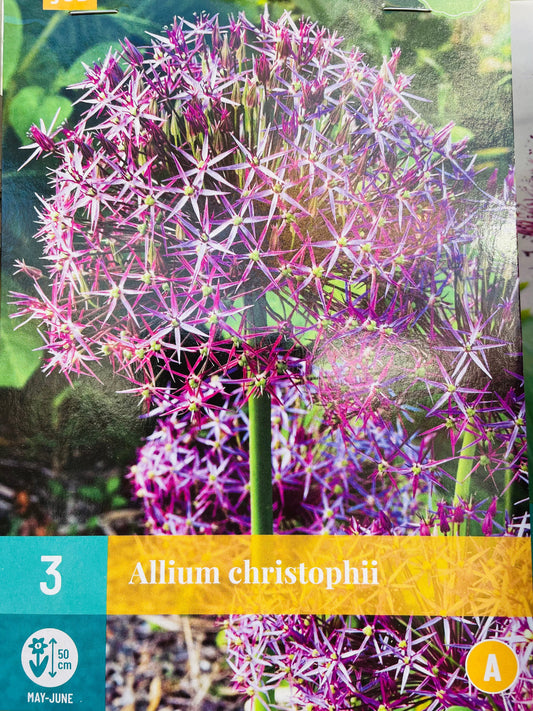 Bilde av ALLIUM CRISTOPHII 3-Spanne Plantesalg