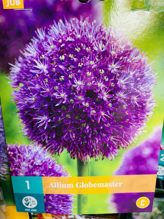 Bilde av ALLIUM GLOBEMASTER 1-Spanne Plantesalg