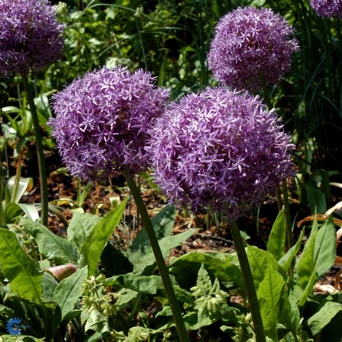 Bilde av Allium Globemaster-Spanne Plantesalg
