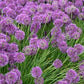 Bilde av Allium Lavender Bubbles-Spanne Plantesalg