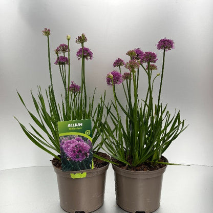 Bilde av ALLIUM MILLENIUM-Spanne Plantesalg