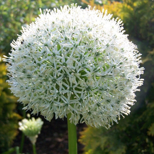 Bilde av Allium stipitatum 'White Giant'-Spanne Plantesalg