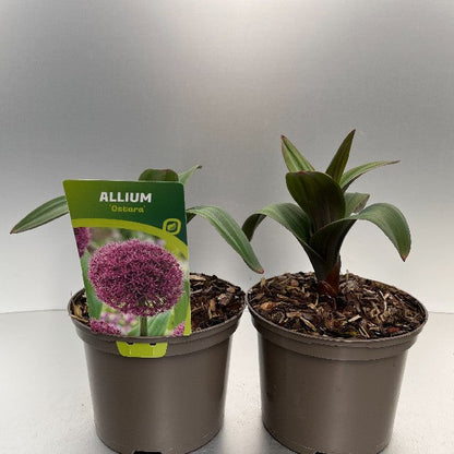 Bilde av ALLIUM OSTARA-Spanne Plantesalg
