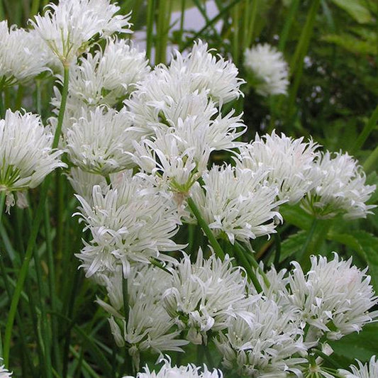 Bilde av Allium schoenop. 'Corsican White'-Spanne Plantesalg