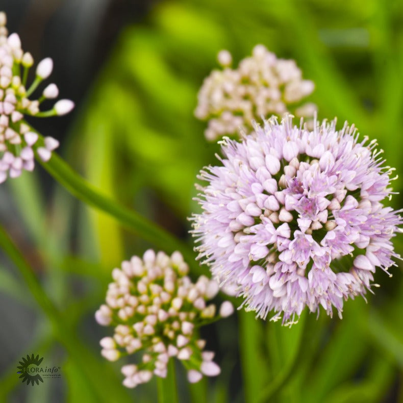 Bilde av Allium 'Sugar Melt'-Spanne Plantesalg