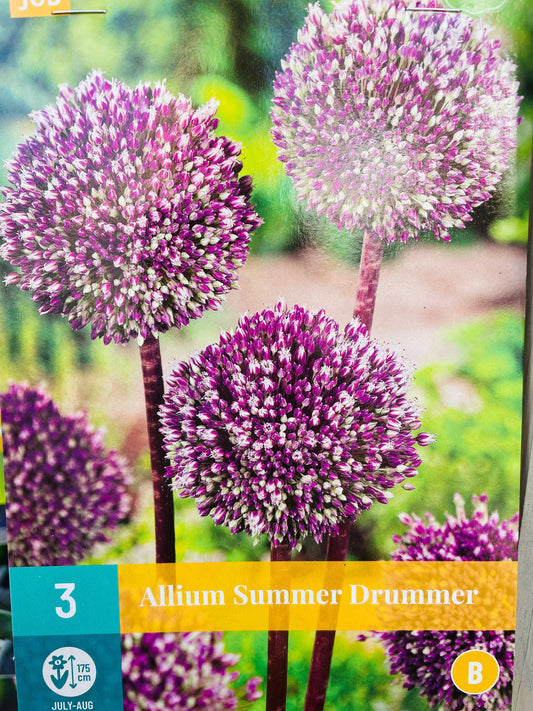 Bilde av ALLIUM SUMMER DRUMMER 3-Spanne Plantesalg