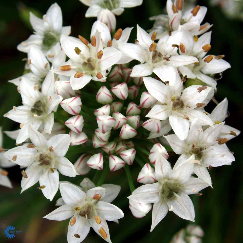 Bilde av Allium tuberosum-Spanne Plantesalg