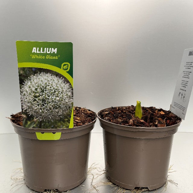 Bilde av ALLIUM WHITE GIANT-Spanne Plantesalg