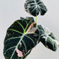 Bilde av Alocasia ‘Black Velvet Pink’-Spanne Plantesalg
