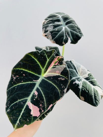 Bilde av Alocasia ‘Black Velvet Pink’-Spanne Plantesalg