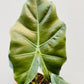 Bilde av Alocasia 'Mayan Mask’ 12 cm potte-Spanne Plantesalg