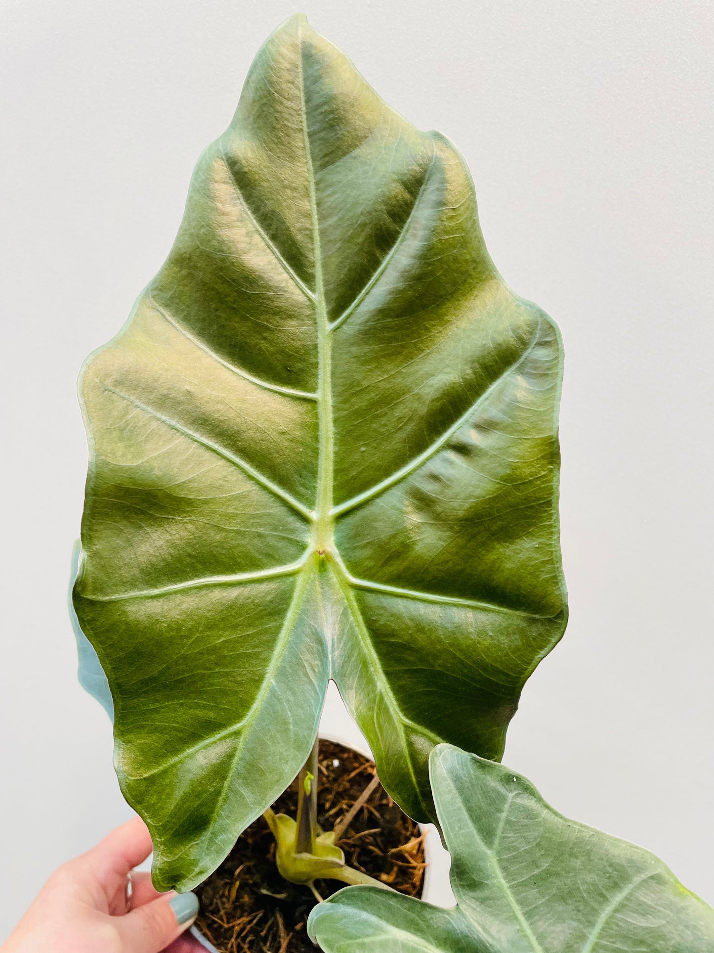 Bilde av Alocasia 'Mayan Mask’ 12 cm potte-Spanne Plantesalg