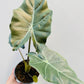 Bilde av Alocasia 'Mayan Mask’ 12 cm potte-Spanne Plantesalg