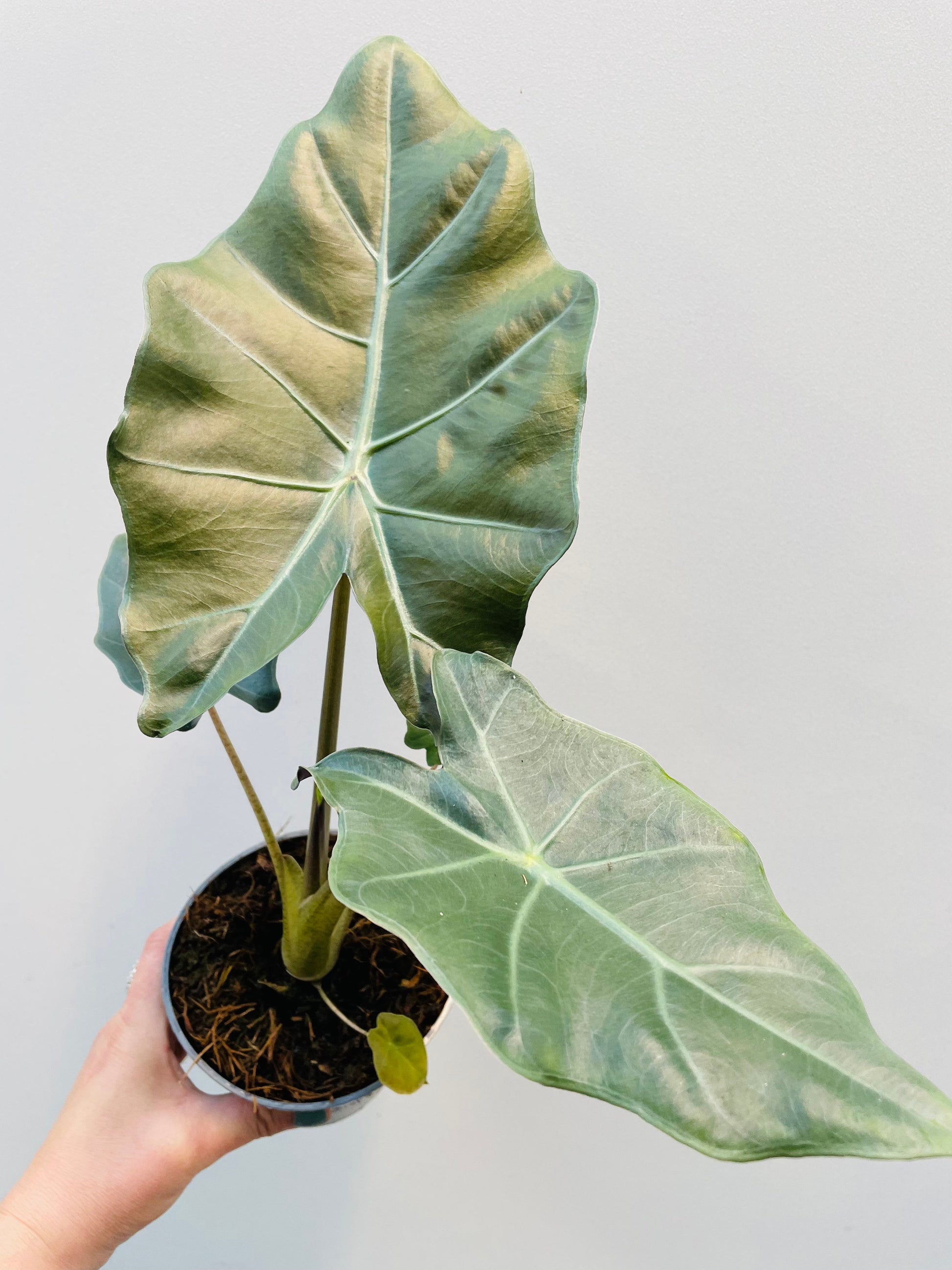 Bilde av Alocasia 'Mayan Mask’ 12 cm potte-Spanne Plantesalg