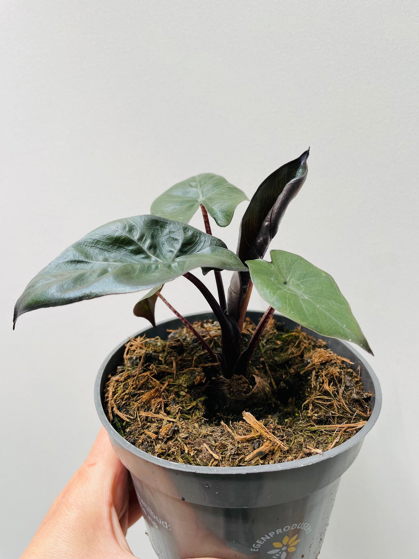 Bilde av Alocasia 'Yucatan Princess'-Spanne Plantesalg