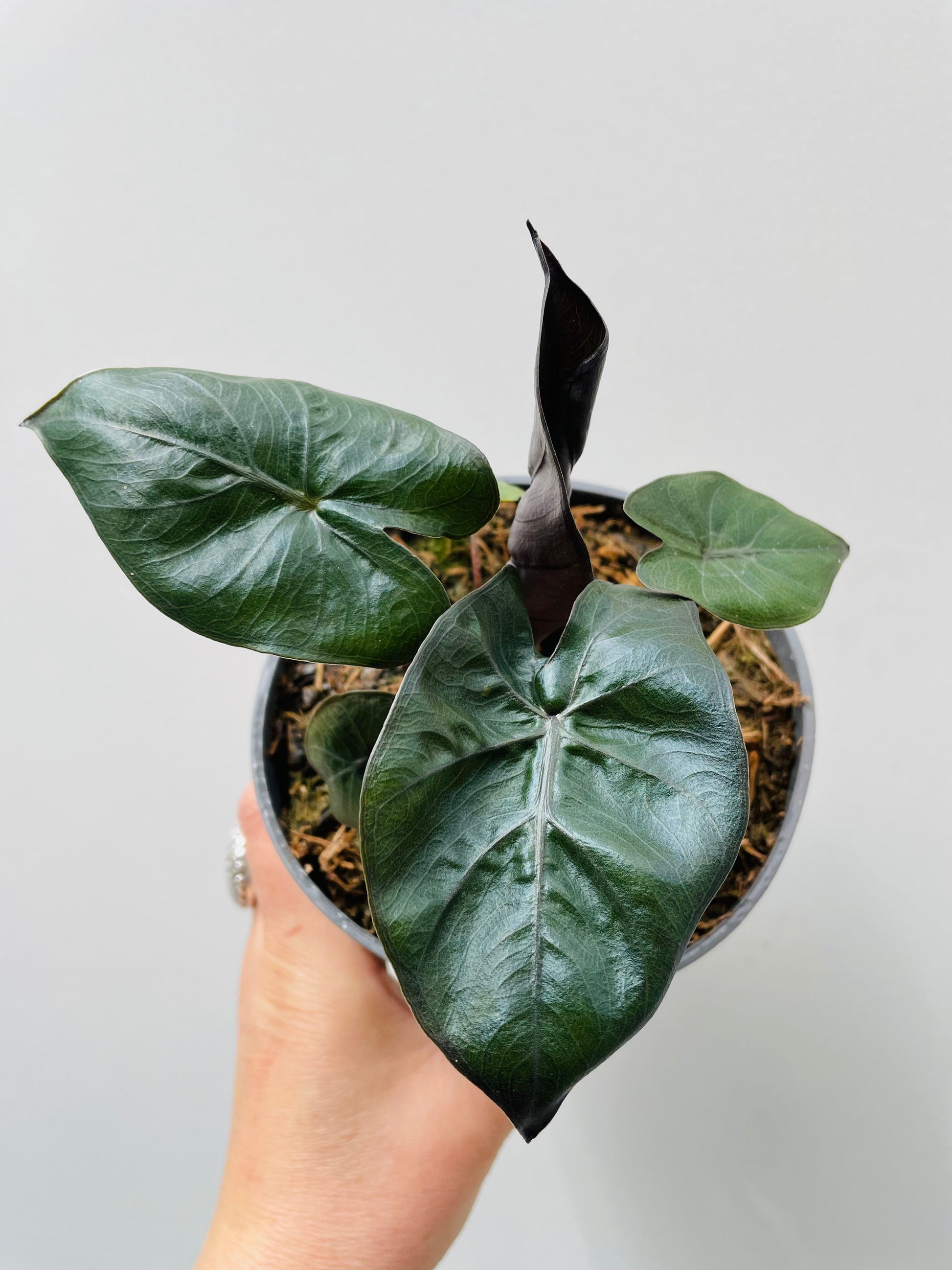 Bilde av Alocasia 'Yucatan Princess'-Spanne Plantesalg