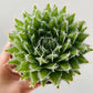 Bilde av Aloe arachnoidea 9 cm potte-Spanne Plantesalg