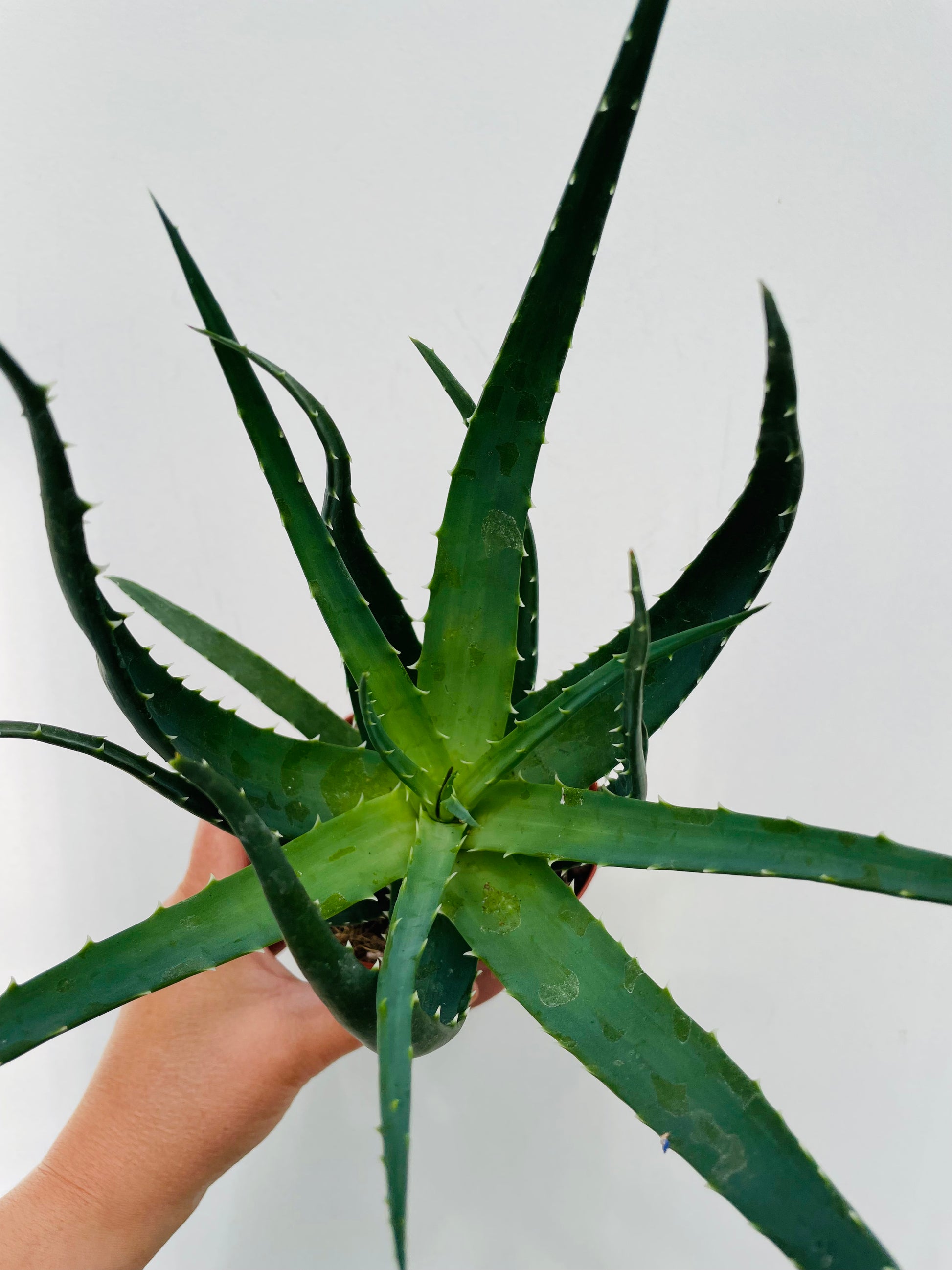 Bilde av Aloe arborescens-Spanne Plantesalg