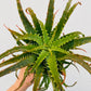 Bilde av Aloe arborescens-Spanne Plantesalg