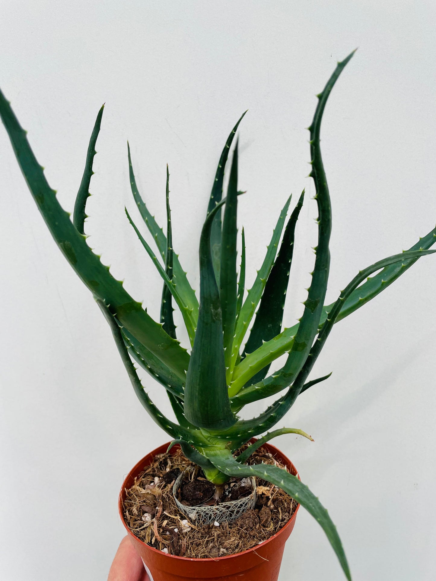 Bilde av Aloe arborescens-Spanne Plantesalg