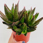Bilde av Aloe mitriformis-Spanne Plantesalg