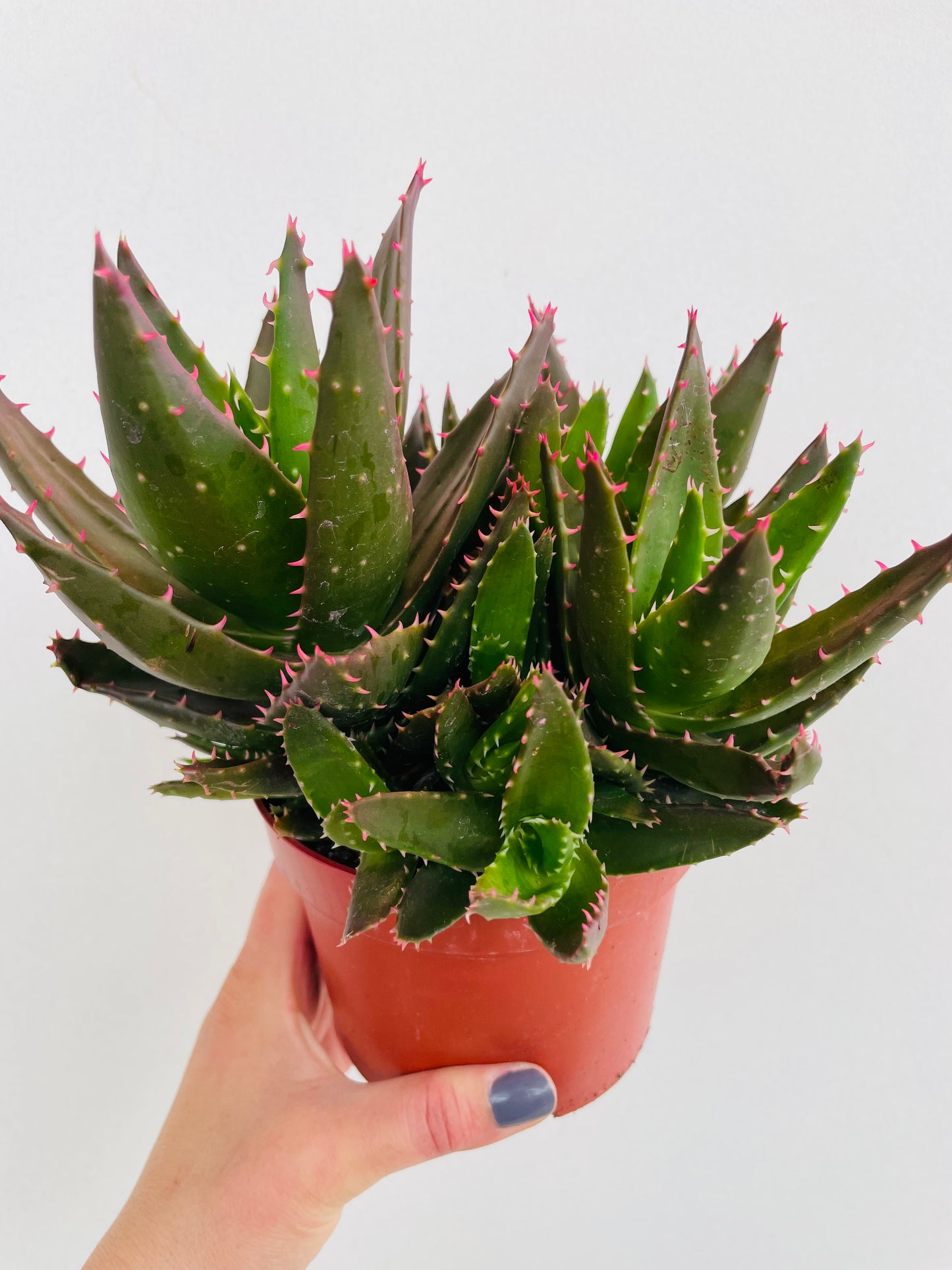 Bilde av Aloe mitriformis-Spanne Plantesalg