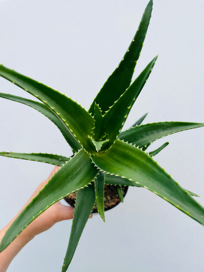 Bilde av Aloe mitriformis-Spanne Plantesalg