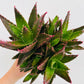 Bilde av Aloe mitriformis-Spanne Plantesalg